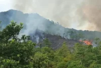 Kebakaran Hutan
