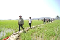 foto : Bupati Luwu bersama jajaran OPD terkait meninjiau lahan sawah terdampak kekeringan di Larompong